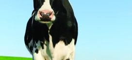 Inquisitive Holstein Frisian cow