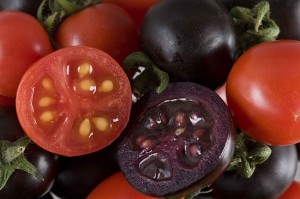 The genetically modified purple tomatoes were grown in a controlled greenhouse environment at New Energy Farms in Leamington, Ontario.